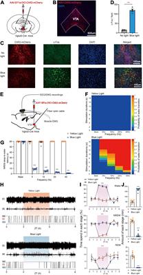 Control of Behavioral Arousal and Defense by a Glutamatergic Midbrain-Amygdala Pathway in Mice